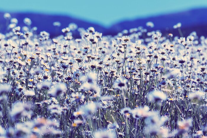 Fototapete Endlose Wiese mit blühenden Gänseblümchen