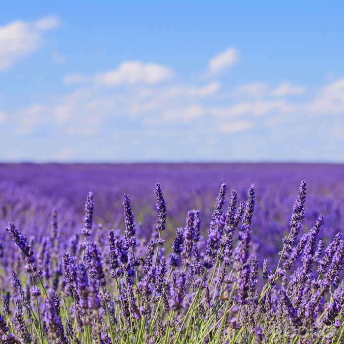 Fototapete Endloser Horizont des Lavendels