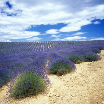 Fototapete Endloses Lavendelfeld