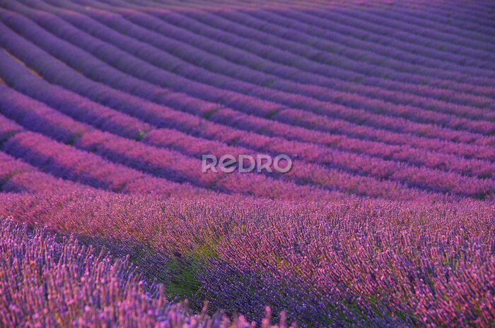 Fototapete Endloses Lavendelfeld in der Provence