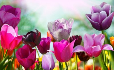 Fototapete Energiegeladene farbenfrohe Blumen