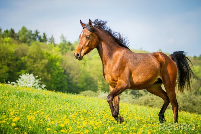 Fototapete Energische rappe