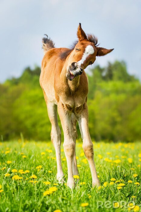 Fototapete Energisches fohlen im grünen