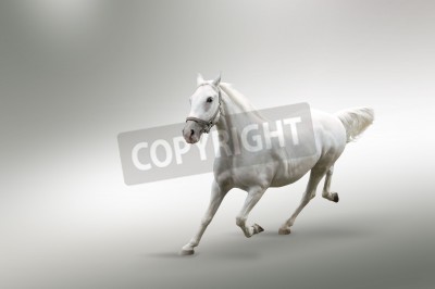 Fototapete Energisches pferd auf weißem hintergrund