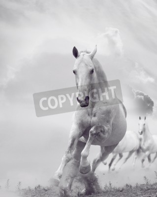 Fototapete Energisches, weißes pferd