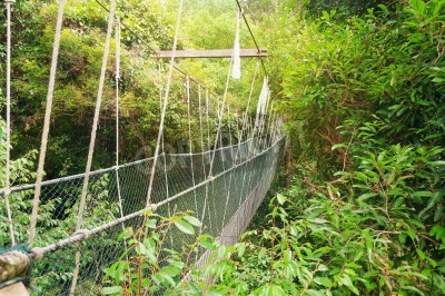 Fototapete Enge Hängebrücke im Dschungel