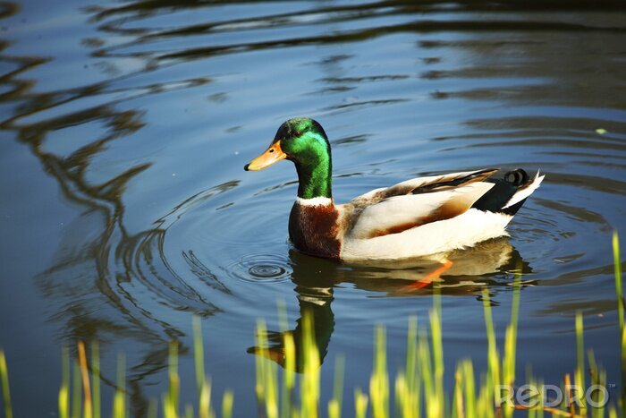 Fototapete Ente auf einem Teich