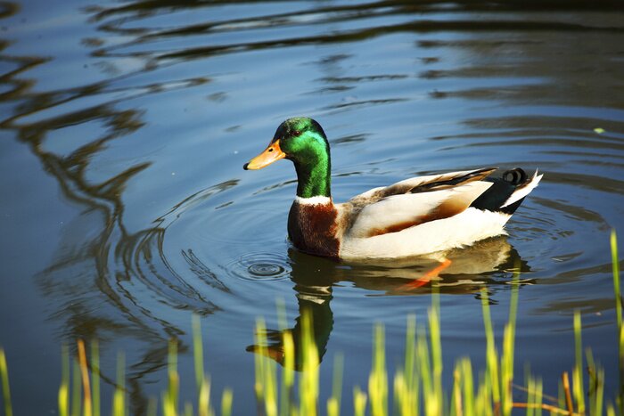Fototapete Ente auf einem Teich