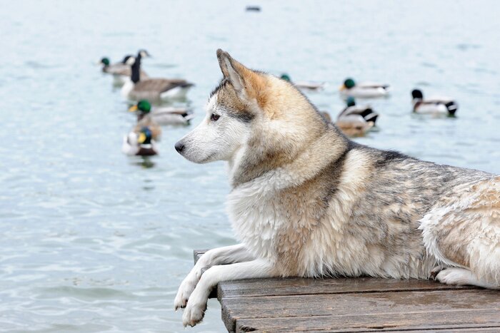 Fototapete Enten anschauende Tiere