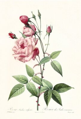 Entwickelte Rose auf einem stacheligen Zweig