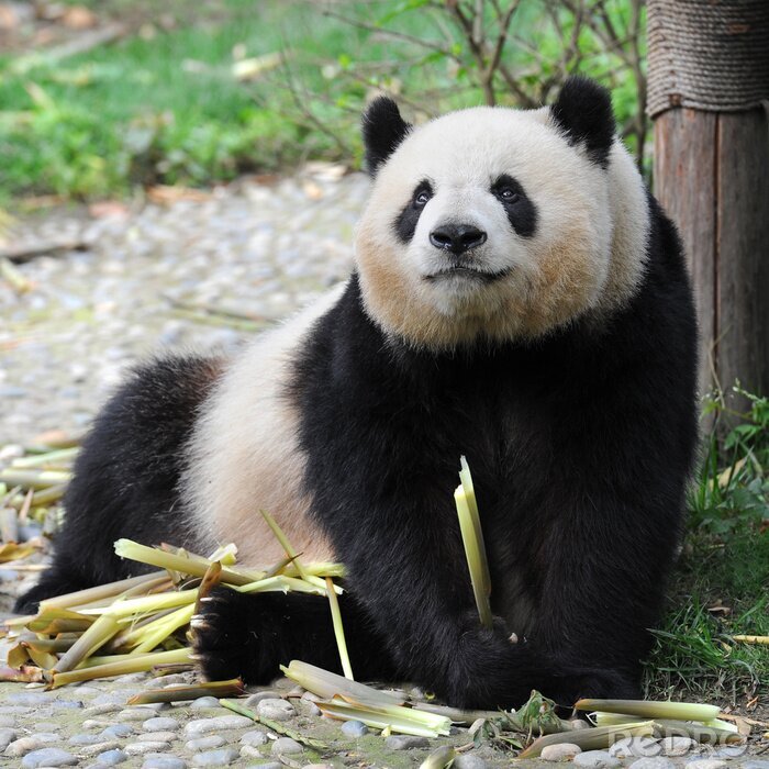 Fototapete Erwachsener Panda