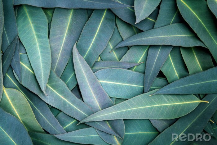 Fototapete Eukalyptusblätter