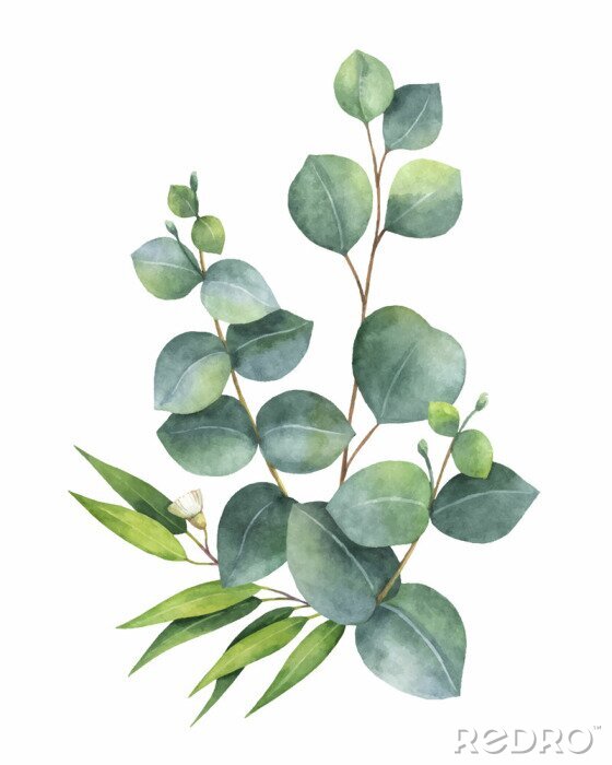 Fototapete Eukalyptusblätter auf braunen Zweigen