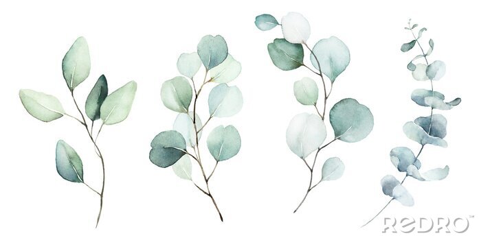 Fototapete Eukalyptuspflanzen in Aquarell gemalt