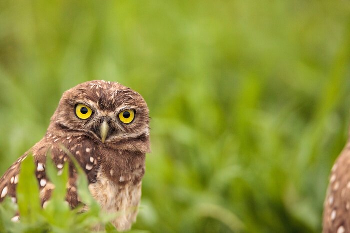Fototapete Eule im grünen Gras