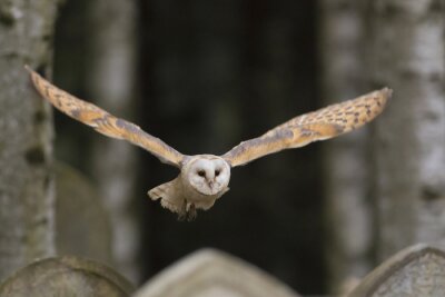 Fototapete Eule mit ausgebreiteten Flügeln