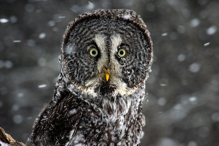 Fototapete Eule vor der Kulisse des rieselnden Schnees