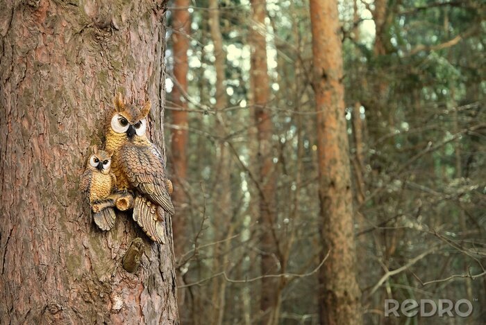 Fototapete Eulen in einem Baum