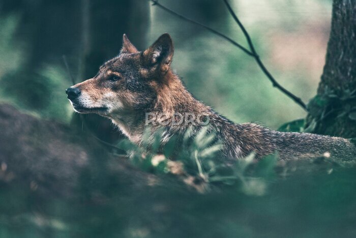 Fototapete Europäischer Wolf wandert im Wald