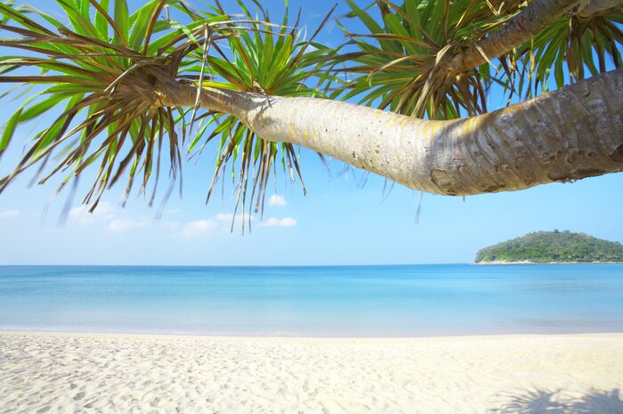 Fototapete Exotische Bäume Strand und Meer