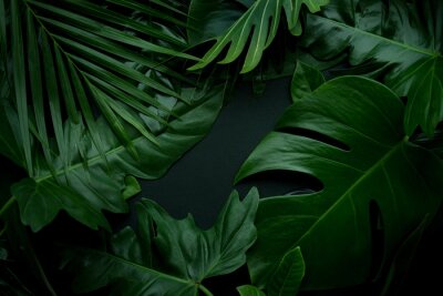 Fototapete Exotische Blätter auf dunklem Hintergrund