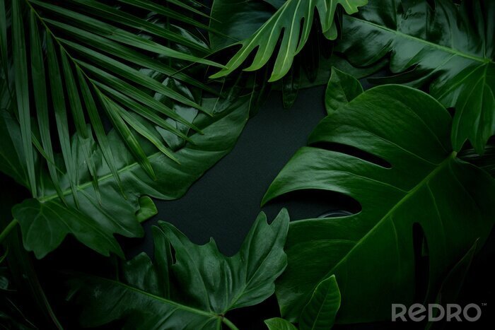 Fototapete Exotische Blätter auf dunklem Hintergrund