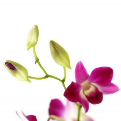 Exotische Blume in violetten Schattierungen