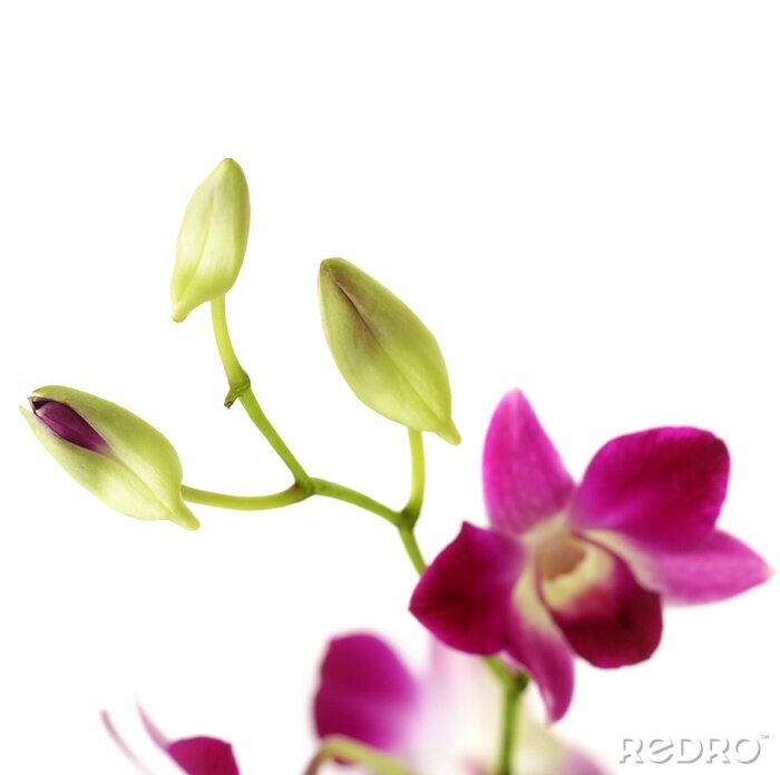 Fototapete Exotische Blume in violetten Schattierungen