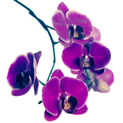 Exotische Orchidee