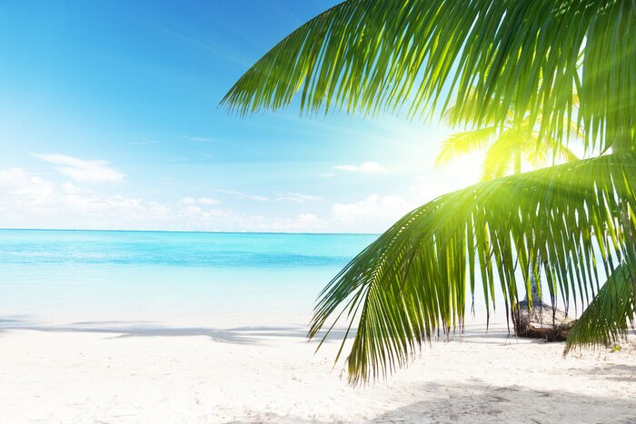 Fototapete Exotische Palme am Meer