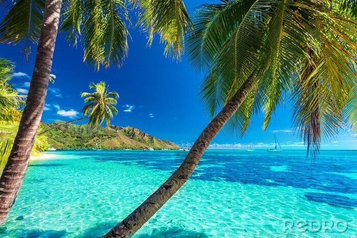 Fototapete Exotische Palmen an einem tropischen Strand