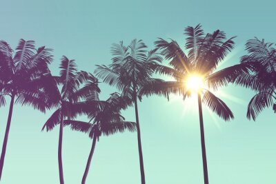 Exotische Palmen im Sonnenlicht