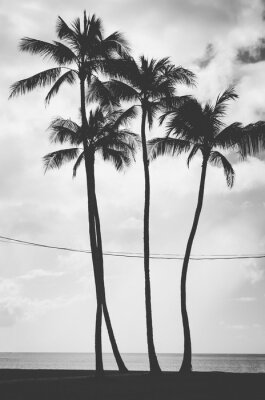 Fototapete Exotische Palmen schwarz-weiß