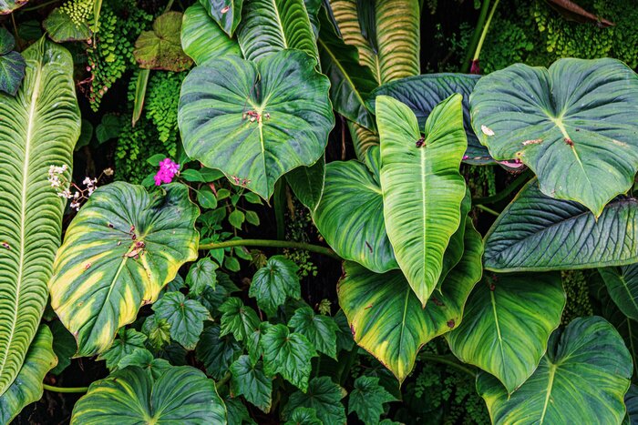 Fototapete Exotische Pflanzen