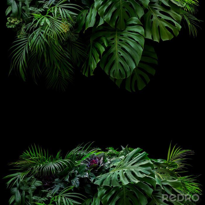 Fototapete Exotische Pflanzen auf schwarzem Hintergrund