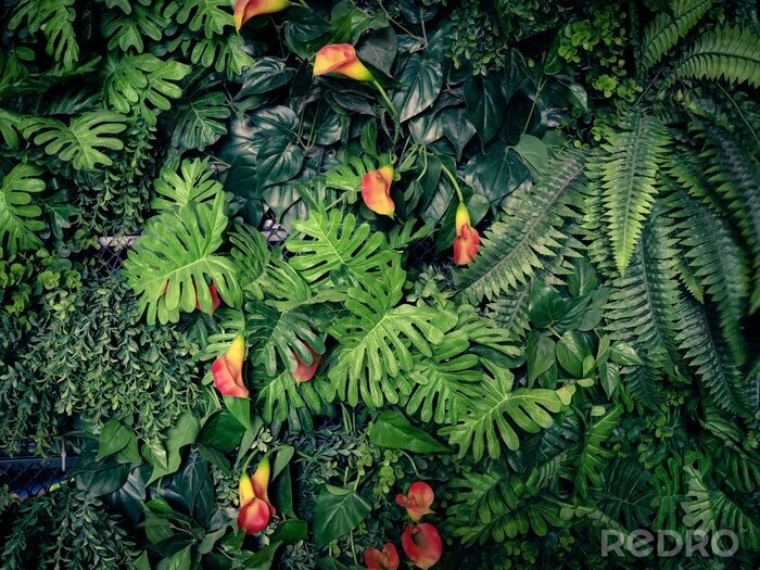 Fototapete Exotische Pflanzen und rote Blumen