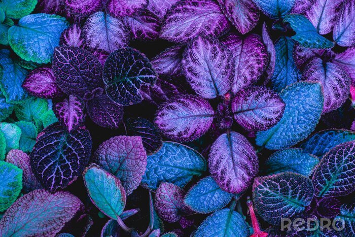 Fototapete Exotische Purpurpflanze