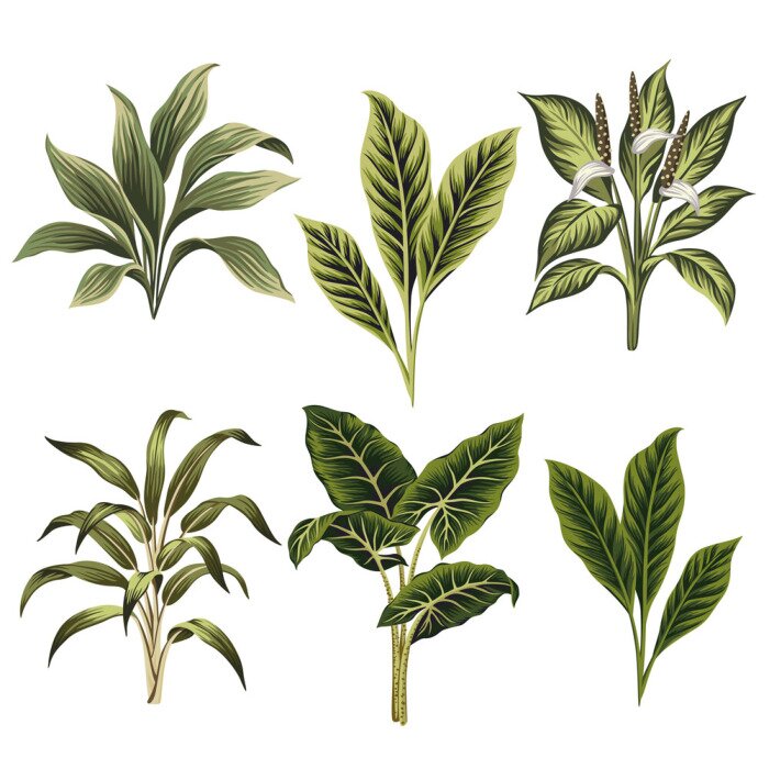 Fototapete Exotische Vintage Pflanzen