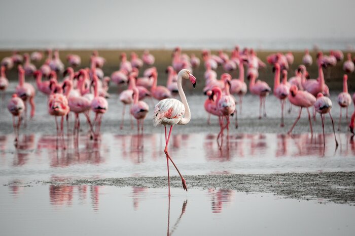 Fototapete Exotische Vögel am Strand