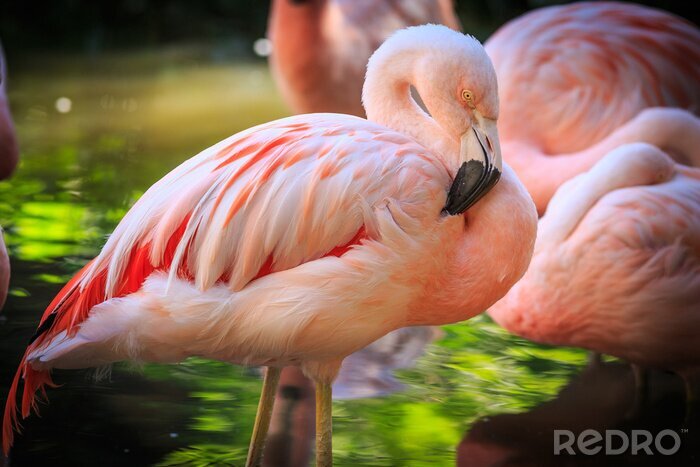 Fototapete Exotischer rosa flamingo