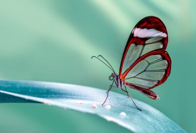 Exotischer Schmetterling auf einem Pflanzenblatt