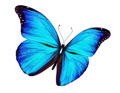 Fototapete exotischer Schmetterling auf hellem Hintergrund