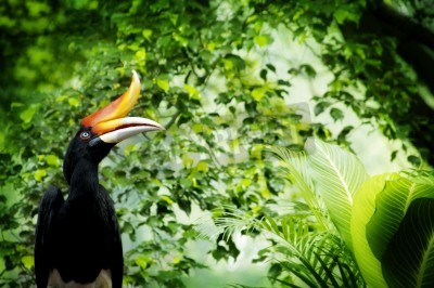 Fototapete Exotischer Vogel im Dschungel