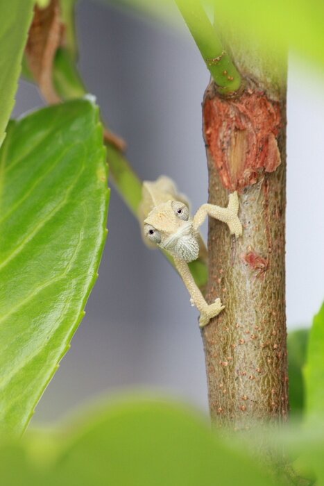 Fototapete Exotisches Tier auf Ast