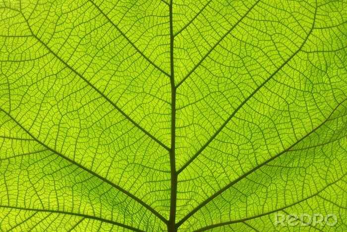 Fototapete Extreme close up texture of green leaf veins