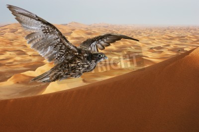 Fototapete Falke über Wüste