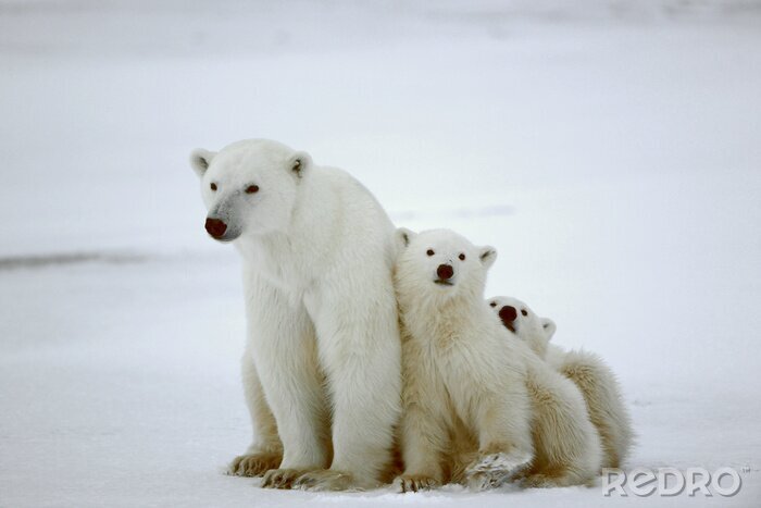 Fototapete Familie weißer Bären