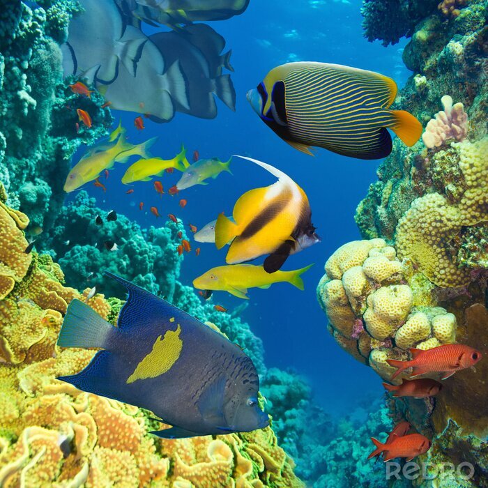 Fototapete Farbenfrohe Fische und Korallenriff