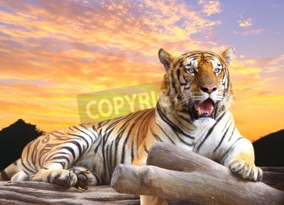 Fototapete Farbenfrohe landschaft mit tiger