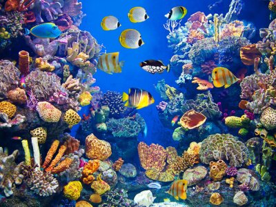 Fototapete Farbenprächtige Aquarienfische